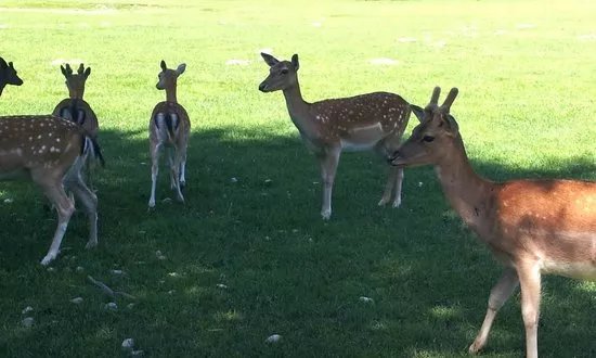 Tierpark Rosegg