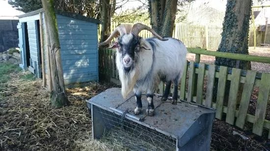 Woodside Animal Farm and Leisure Park