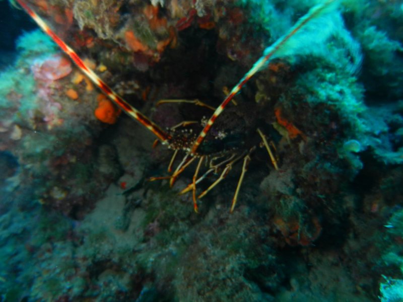 Diving 5Terre