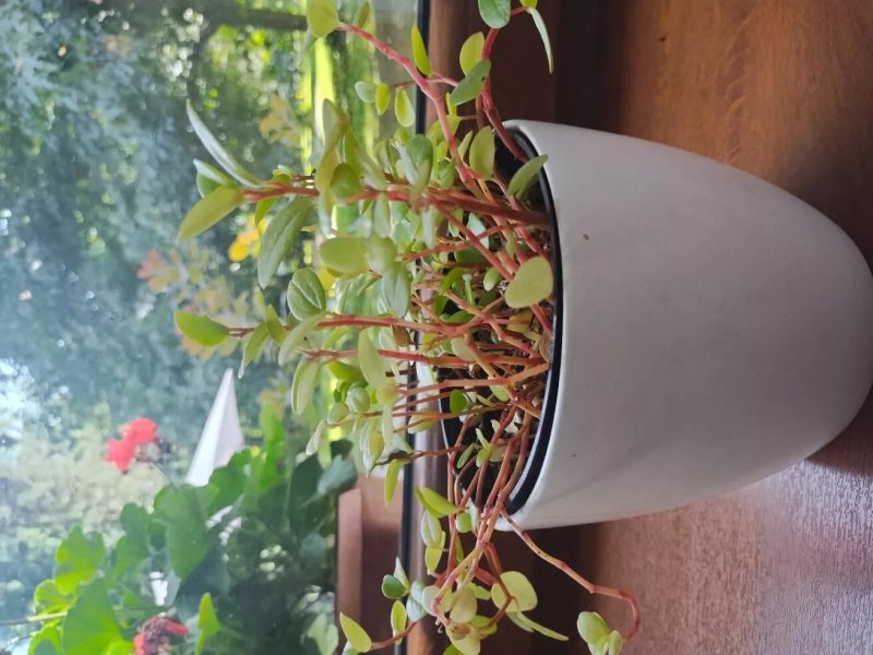 Restaurace Trebovicka role