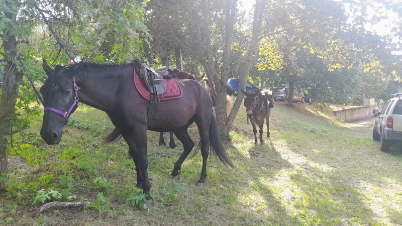 La Tana Del Lupo