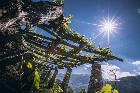 Cantina Produttori Nebbiolo di Carema