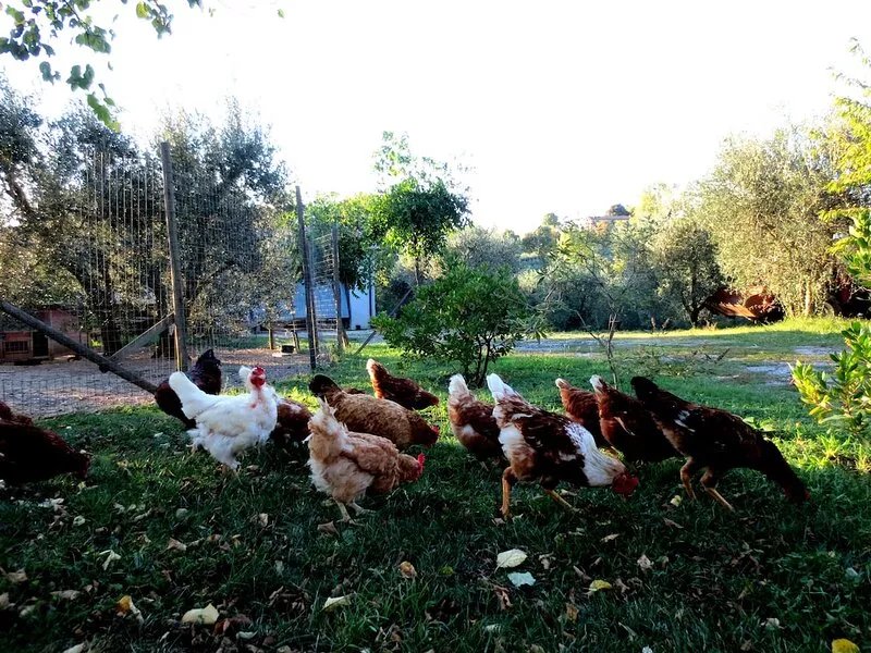 A Delightful Casale in the Heart of Italy, Organic Farm, infinity pool