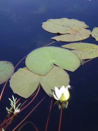 Natura Viva: Nuuksio Forest Lake Trail