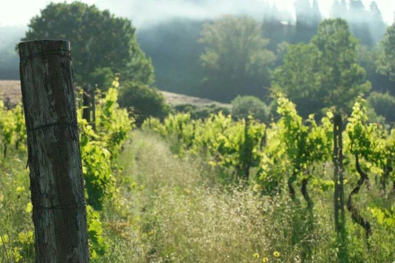 Agriturismo Il Loghino
