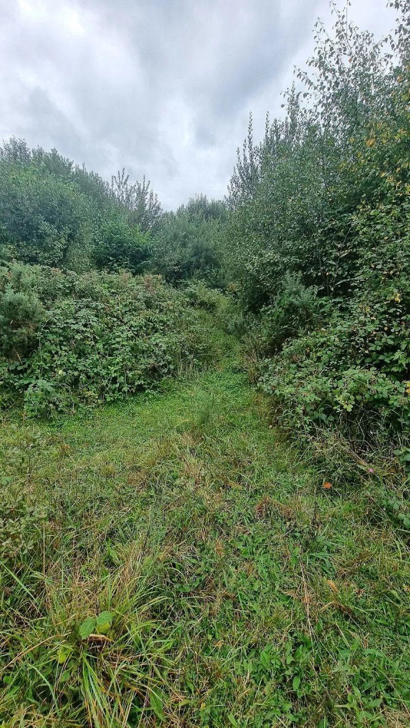 Stowford Moor Nature Reserve