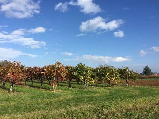 Azienda Agricola La Piana