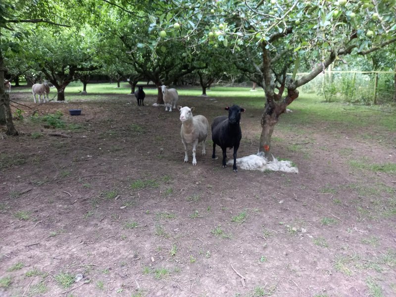 Kenilworth Garden Accommodation