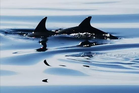 Bob's Boat tours and Dolphins observations