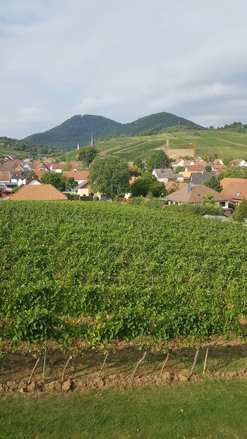Weingut Gies-Duppel