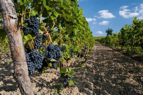 Lipowiec Vineyard
