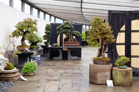 Crespi Bonsai