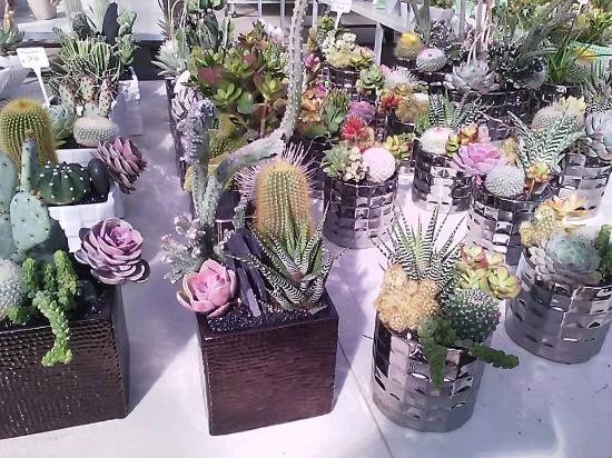 Cactusmania Di Manera Bruno