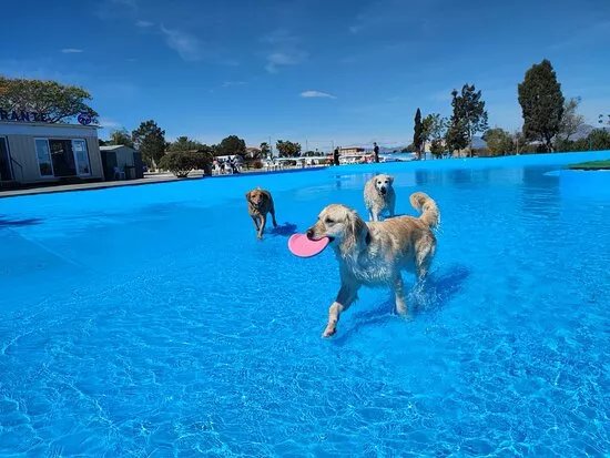 Worldog: Aquapark Canino