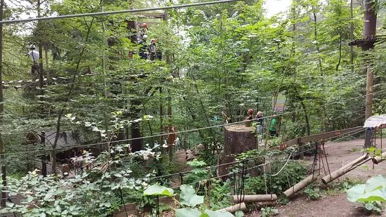 Forest Fun