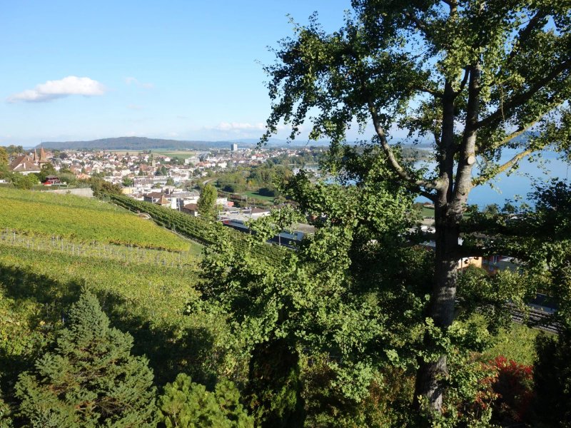Gite des Vignes