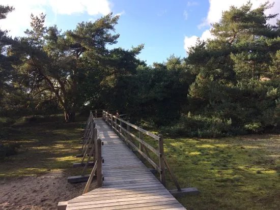Schwanheimer Dune