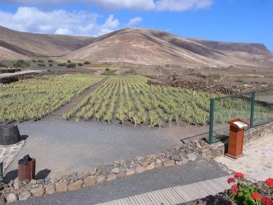 Lanzaloe