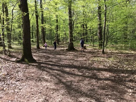 East Blean Woods National Nature Reserve