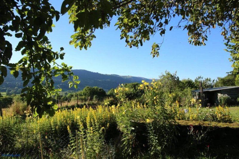 La Cavaliera