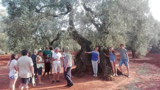 Agricola Gli Angeli
