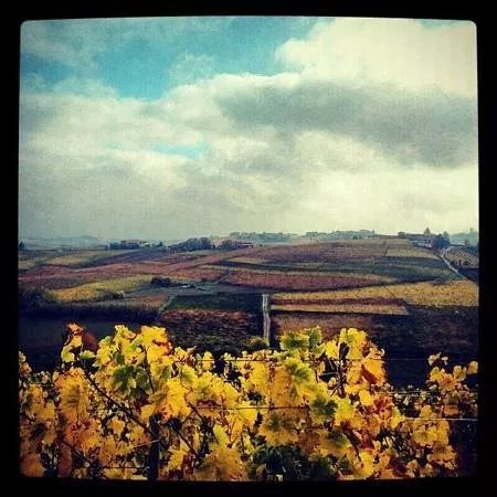 Azienda Agricola But di Meistro Flavio
