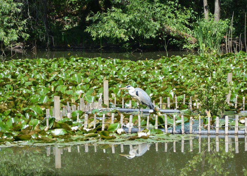 Gobions Wood Nature Reserve
