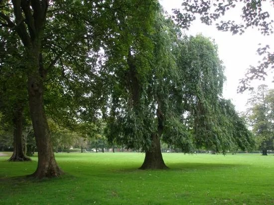 Pearson Park Wildlife Garden