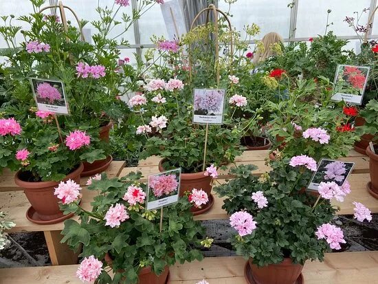 Pelargonmuseum & Tradgard I Torsaker