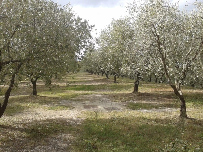 Agriturismo Civitella
