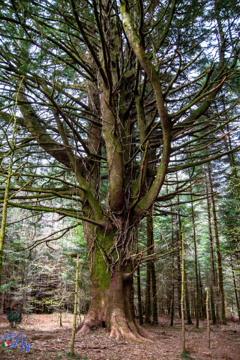 Albero delle Fate
