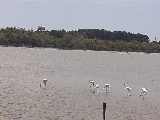 Camargue Decouverte