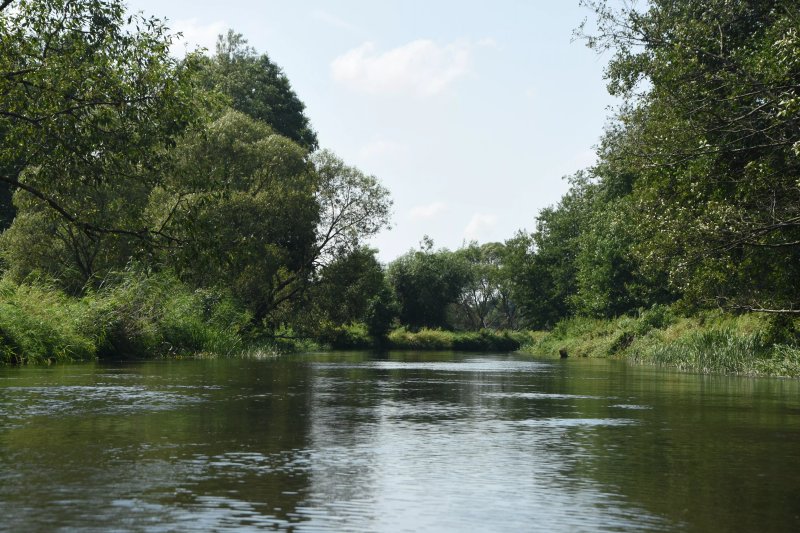 Rezerwat przyrody Rzeka Drweca