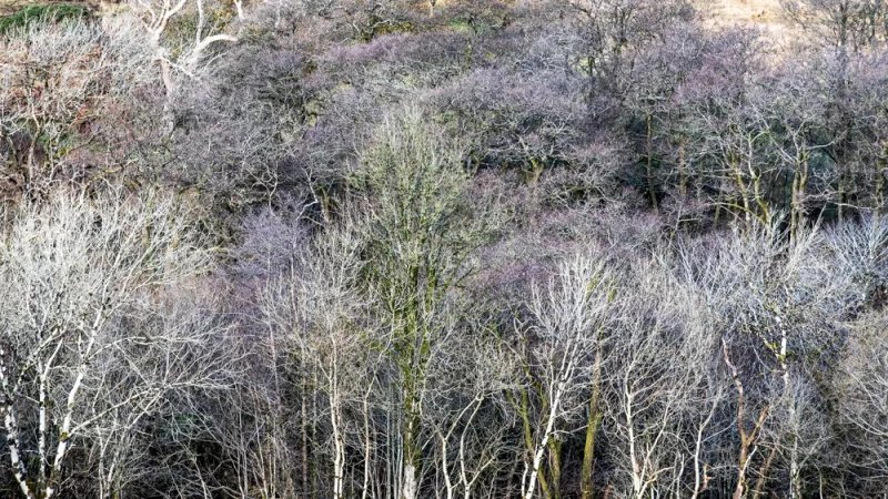 Fairy Knowe And Barr Trails
