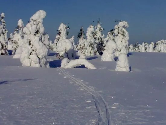 Arctic Nature Trips Ltd Oy