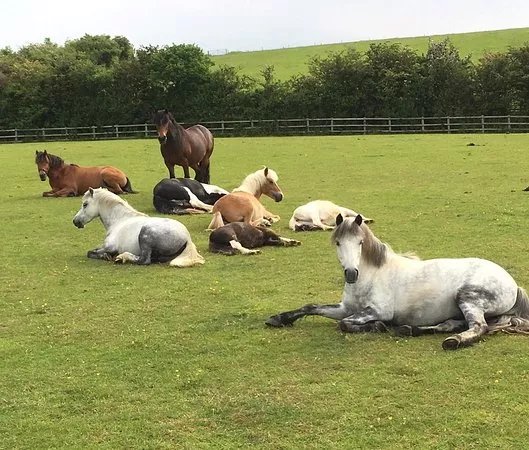 World Horse Welfare - Glenda Spooner Farm