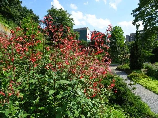 Utrecht University Botanic Gardens