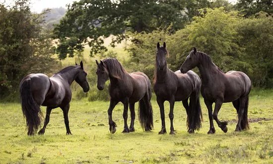 The Friesian Experience