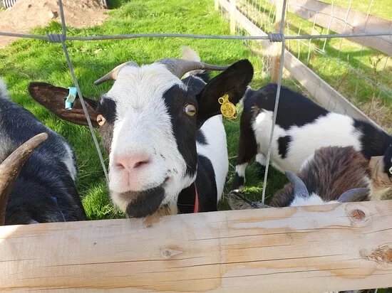 Nunny's Farm CIC