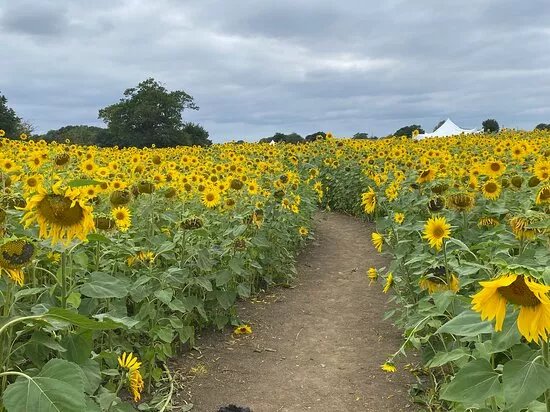 Writtle Sunflowers
