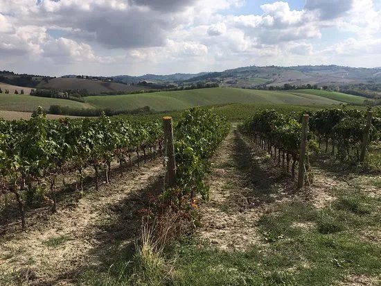 Tenuta Murola Cantina