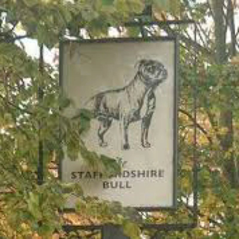 Staffordshire Bull