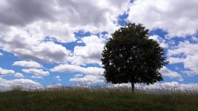 Bergcafe Reusten