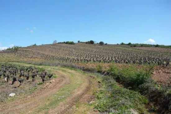 Vinas Del Bierzo