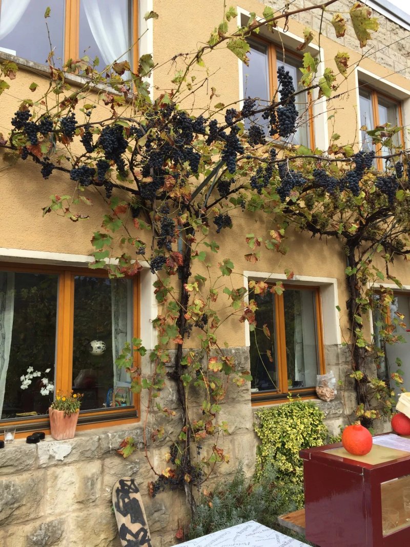 WeinGalerie im Schweigenberg Cafe