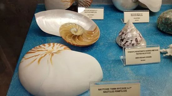 Museum ''Home of the fin whale''