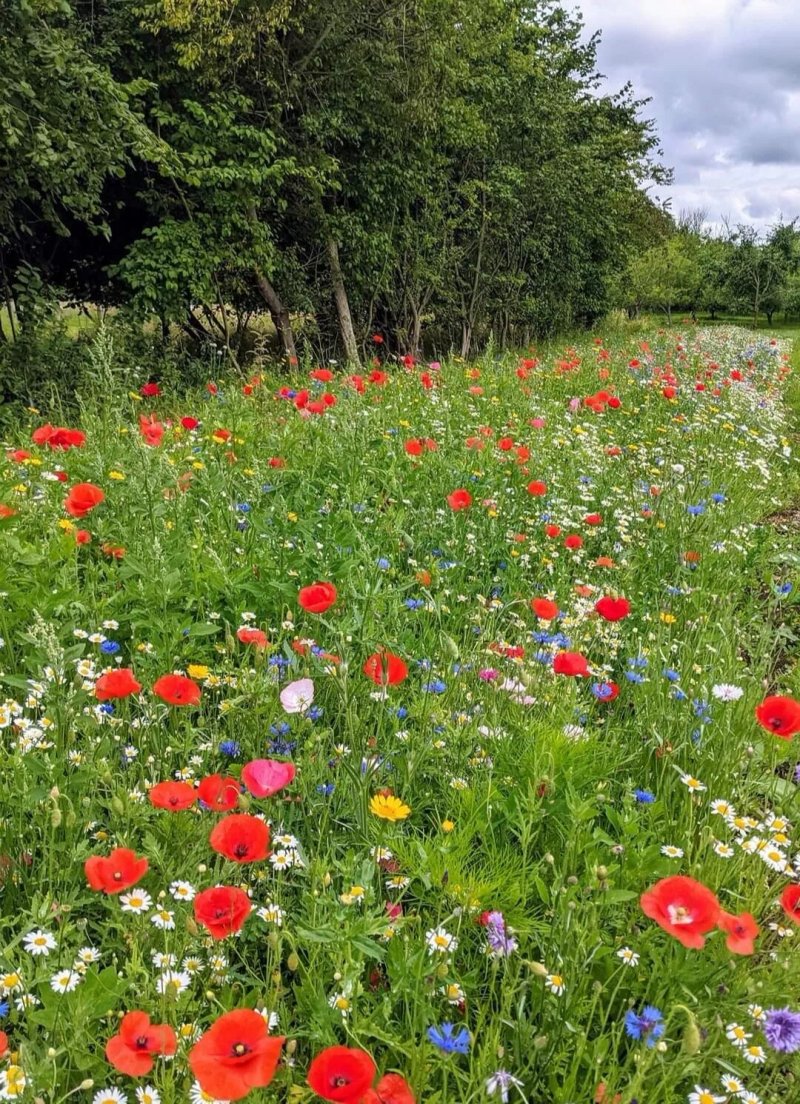 Godmanchester Community Plant Nursery