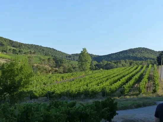 Vins Laurent Bellion