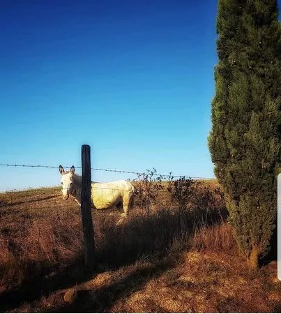 Azienda Agricola Fior Di Montalcino