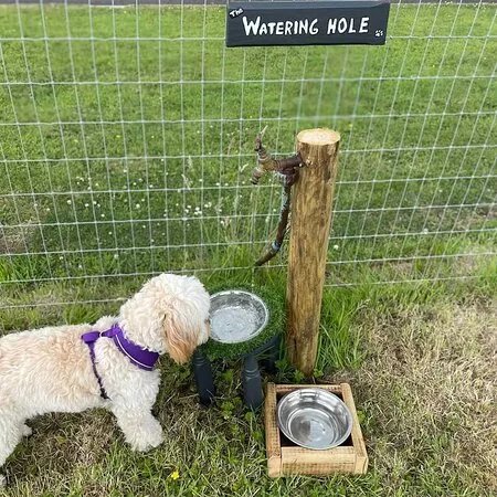 Unleashed Dog Adventure Park